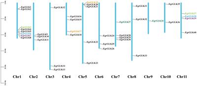Genome-wide characterization and analysis of Golden 2-Like transcription factors related to leaf chlorophyll synthesis in diploid and triploid Eucalyptus urophylla
